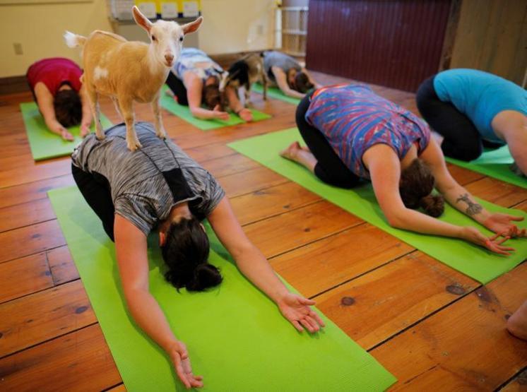 Onlar keçilerle yoga yapıyor