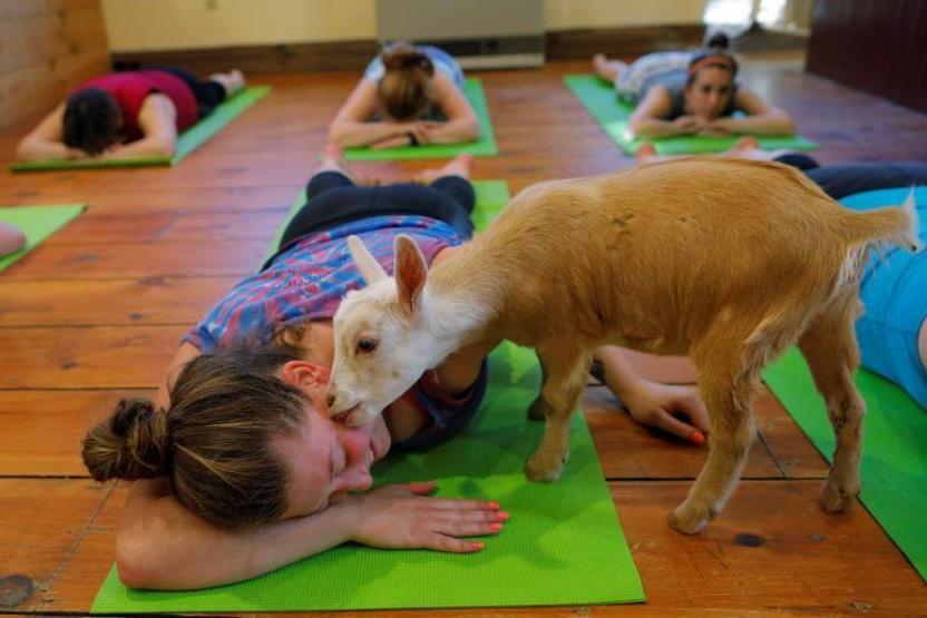 Onlar keçilerle yoga yapıyor