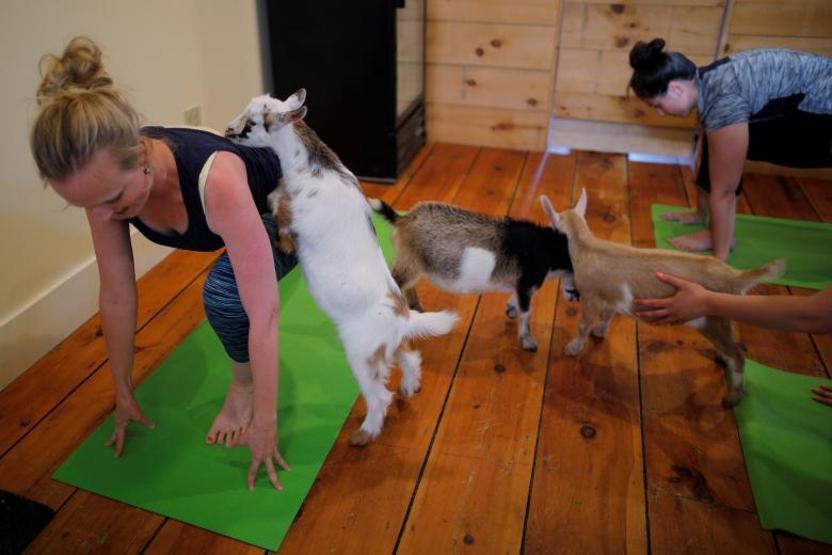 Onlar keçilerle yoga yapıyor