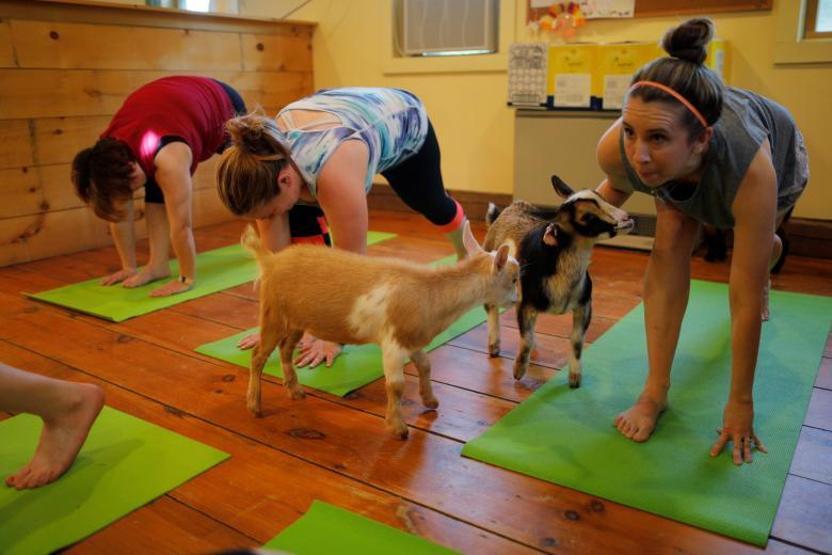 Onlar keçilerle yoga yapıyor