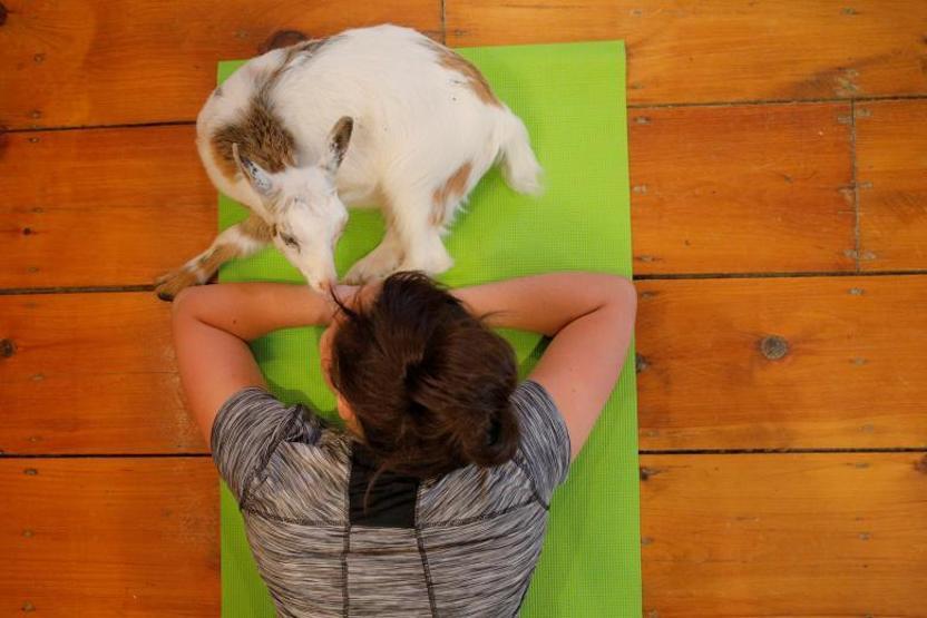 Onlar keçilerle yoga yapıyor