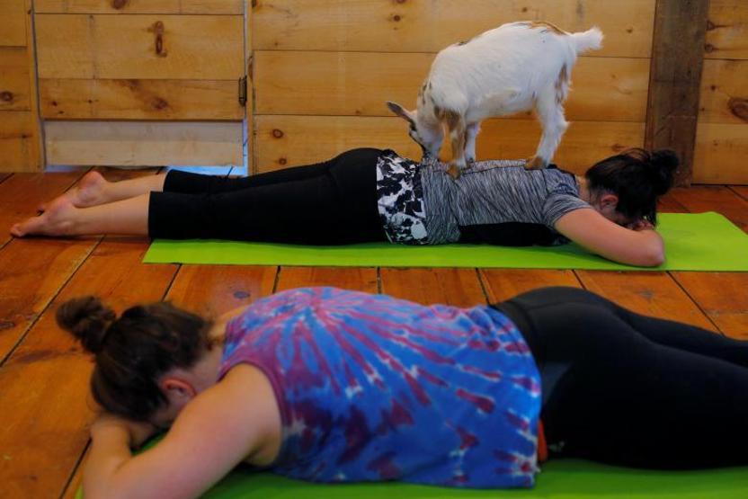 Onlar keçilerle yoga yapıyor