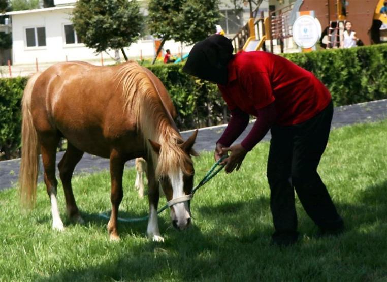 Adana Hipodromu’nun midillisi Meltemin Sürprizi