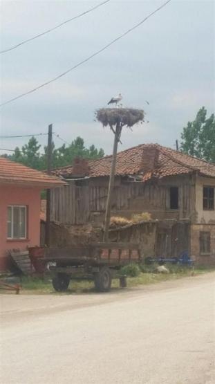 Köylüler göçmen misafirlerine yuva yaptı: Yavrulamaya başladılar