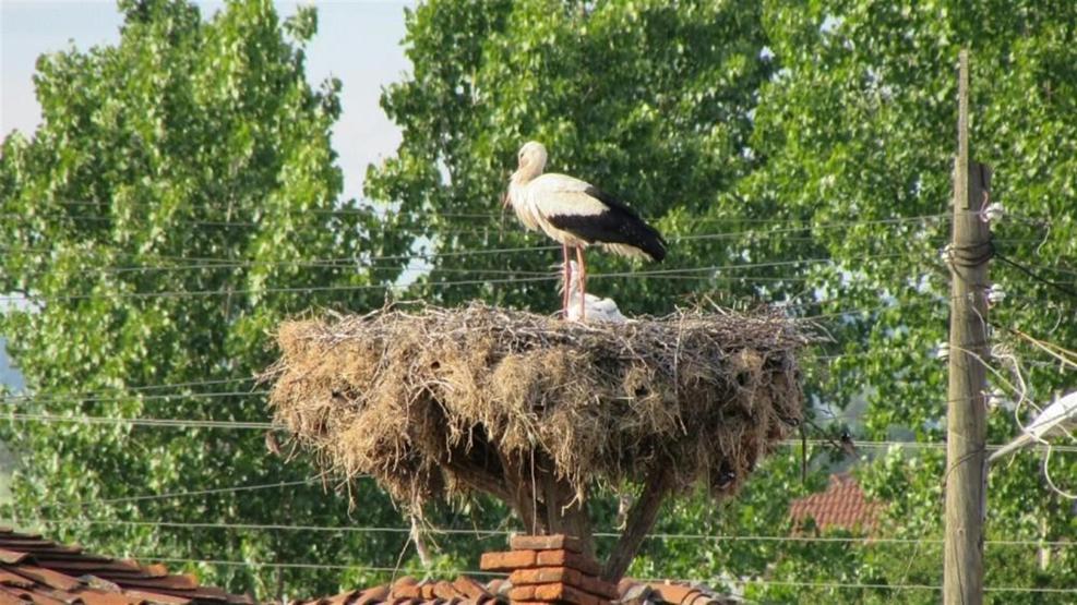 Köylüler göçmen misafirlerine yuva yaptı: Yavrulamaya başladılar