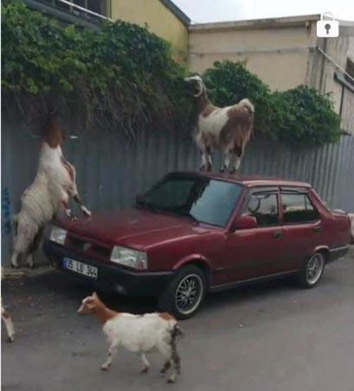 İzmirde keçi şaşkınlığı