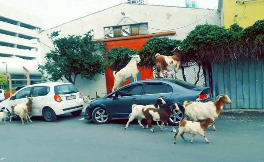 İzmirde keçi şaşkınlığı