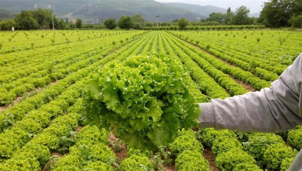 Marulun ucuzluğu çiftçiye kan ağlattı