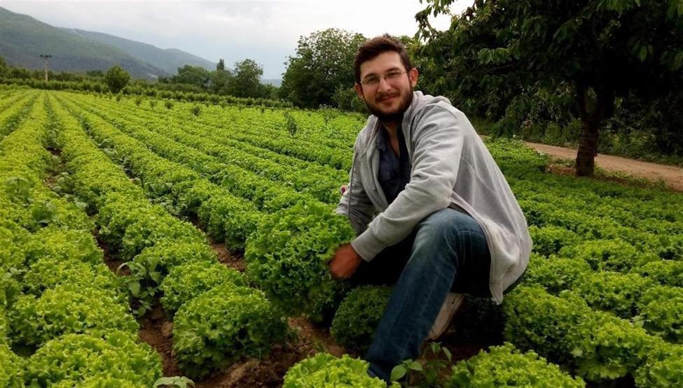 Marulun ucuzluğu çiftçiye kan ağlattı