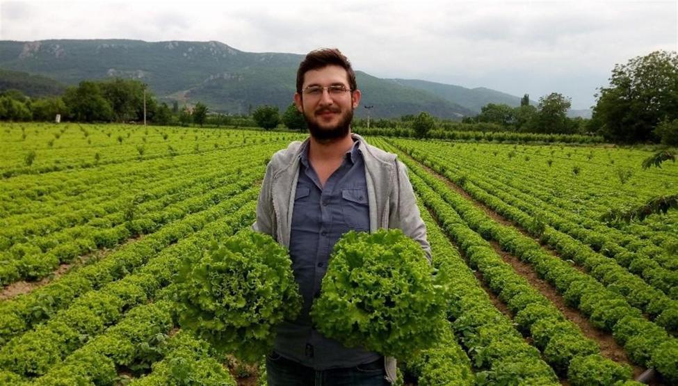 Marulun ucuzluğu çiftçiye kan ağlattı