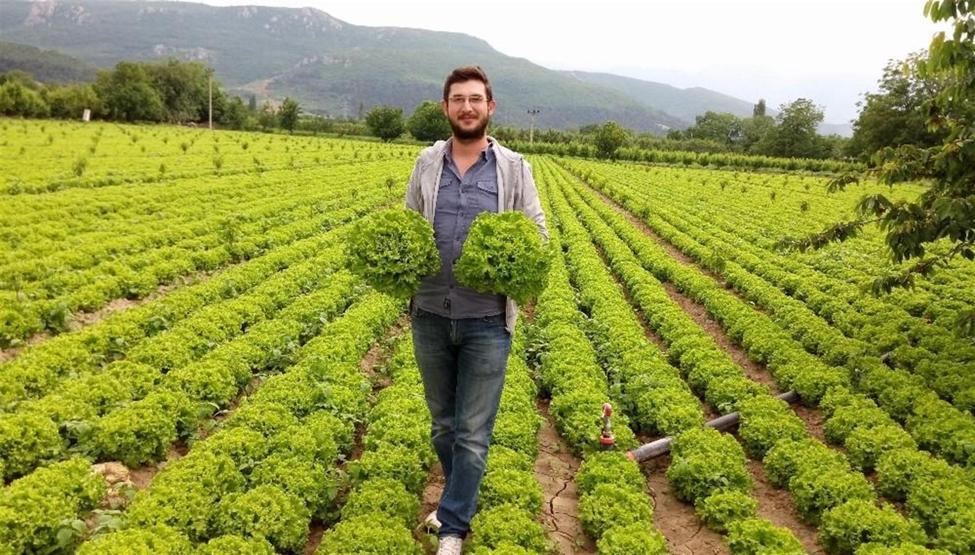 Marulun ucuzluğu çiftçiye kan ağlattı