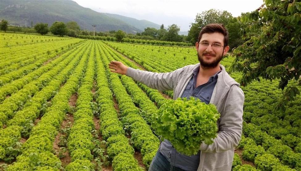 Marulun ucuzluğu çiftçiye kan ağlattı