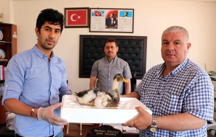 Ayağı kırılan yavru kazdan iyi haber