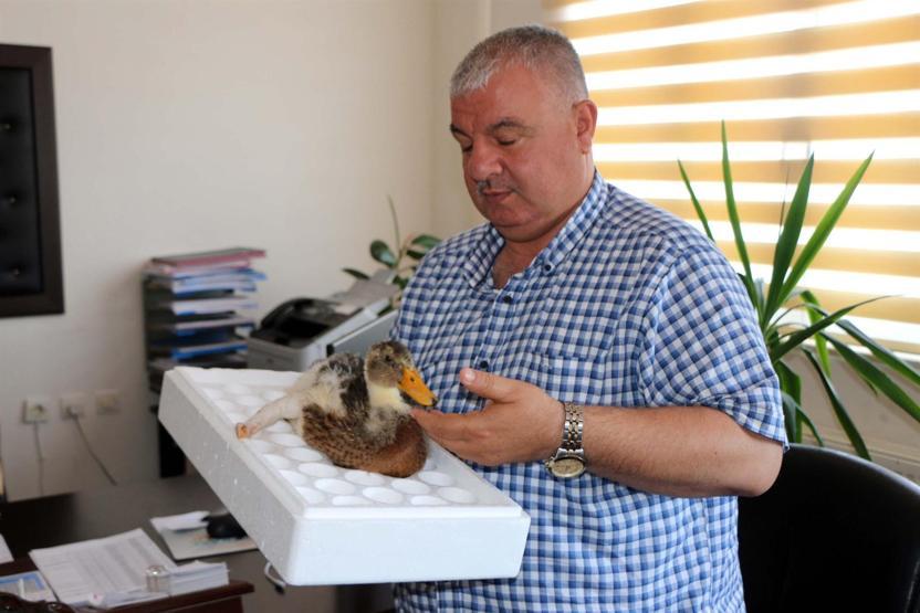 Ayağı kırılan yavru kazdan iyi haber