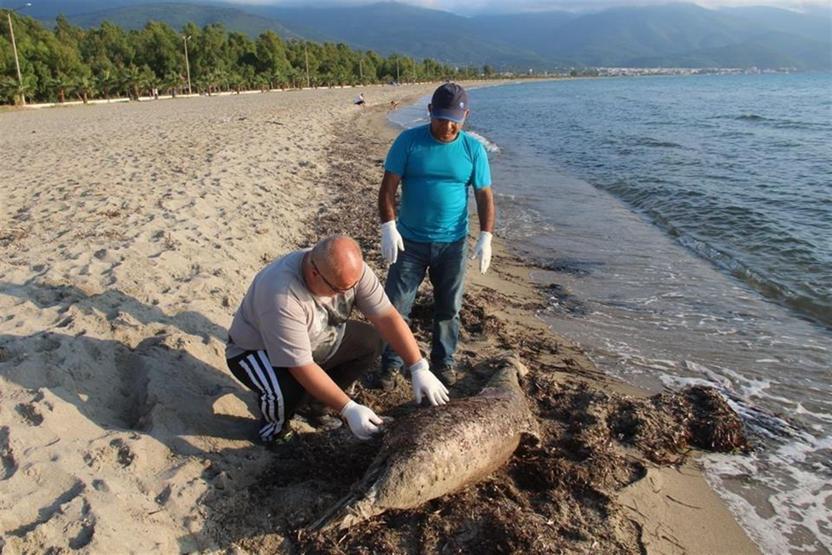 Kuşadası Körfezi’nde ölü yunus bulundu