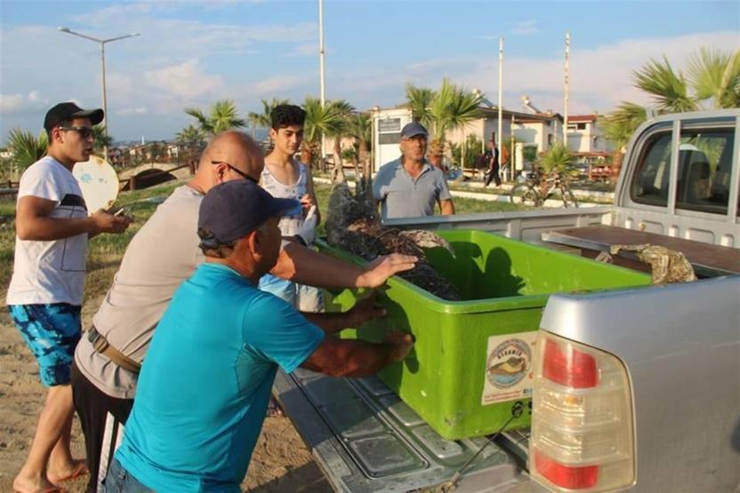 Kuşadası Körfezi’nde ölü yunus bulundu