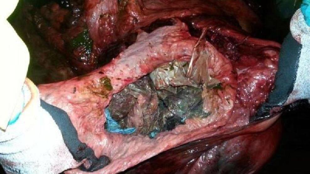 Balinanın karnından çıkanlar torbalar müzede sergileniyor
