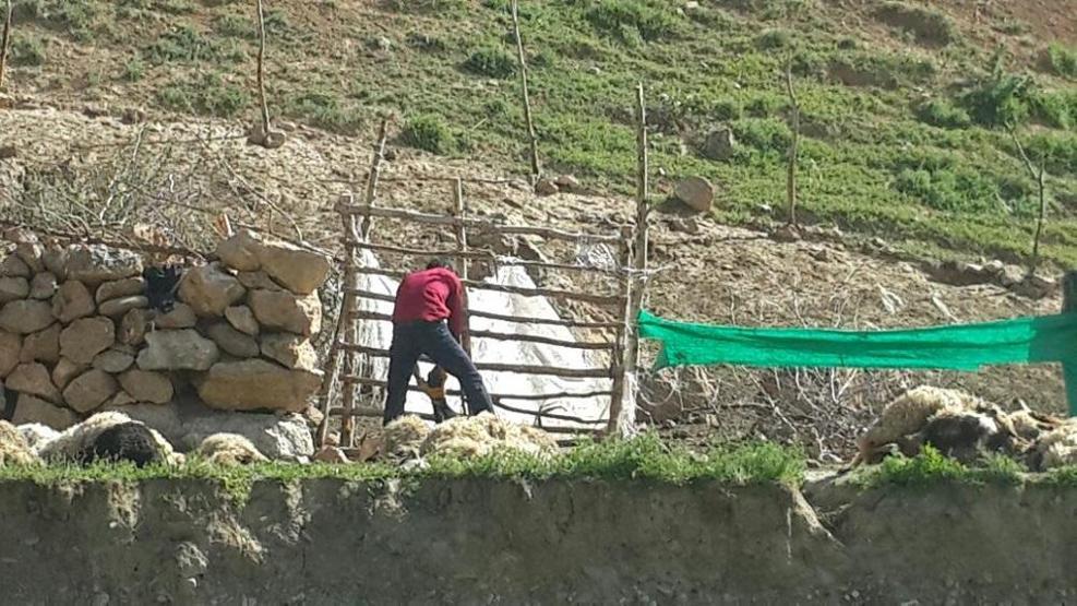 Kurtlar bir anda saldırdı