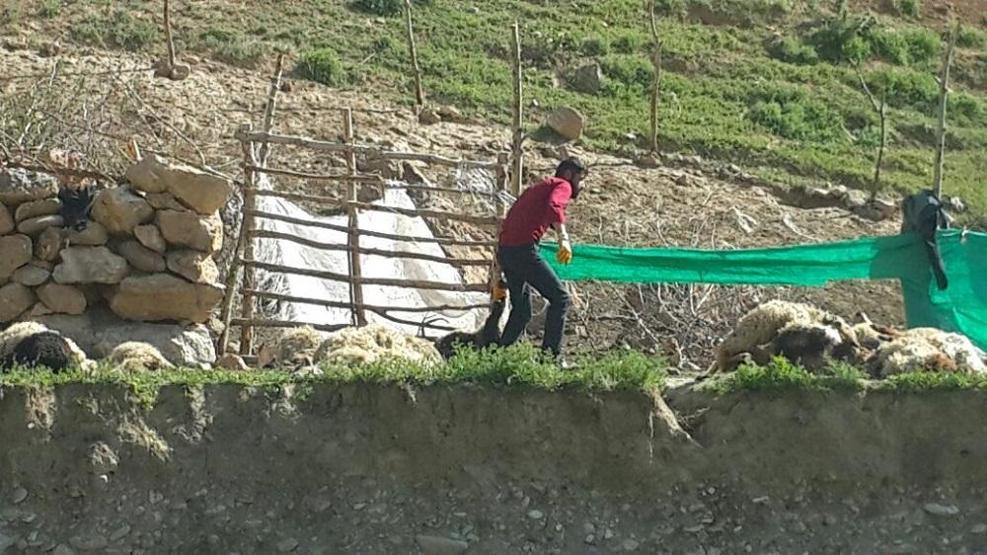 Kurtlar bir anda saldırdı