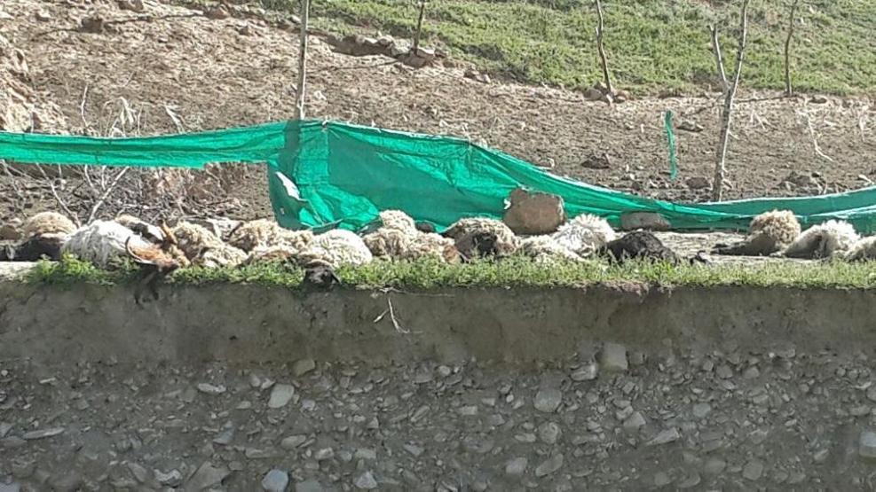 Kurtlar bir anda saldırdı