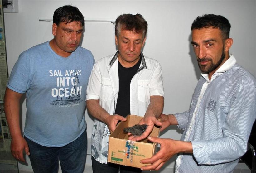 Gizemli kuş ebabilin yavrusu Manisada bulundu