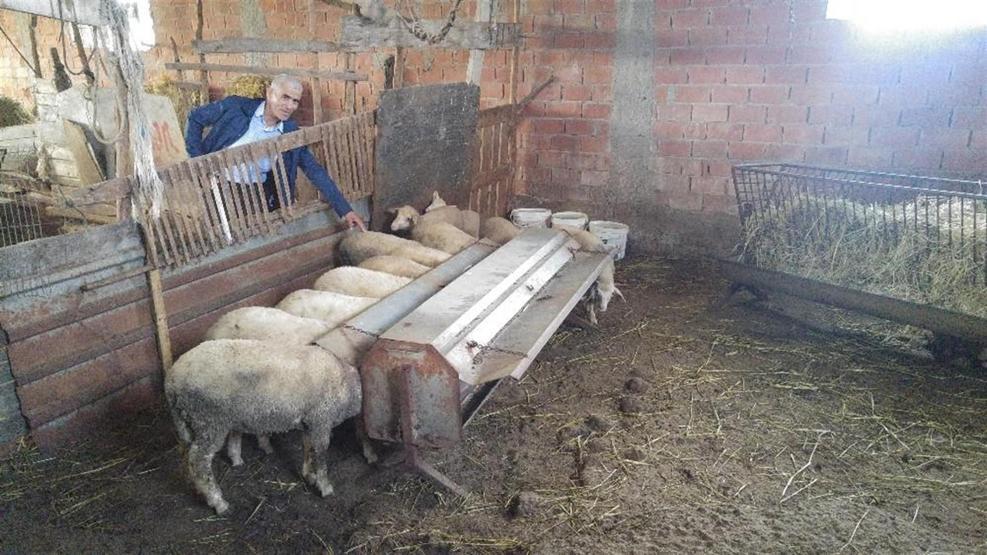 Koyunları çalınan çiftçi hırsızlara seslendi