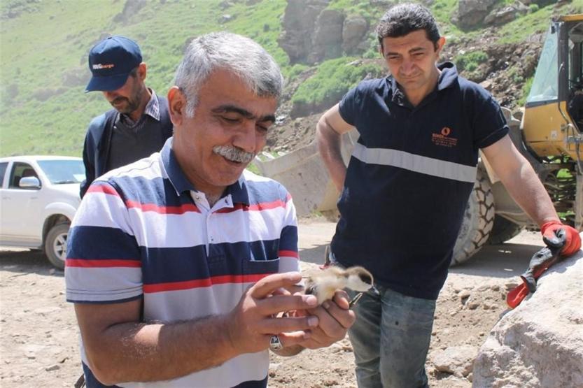 Köylünün bulduğu angut yavruları koruma altına alındı