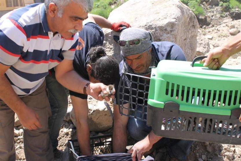 Köylünün bulduğu angut yavruları koruma altına alındı