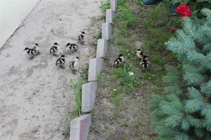 Köylünün bulduğu angut yavruları koruma altına alındı