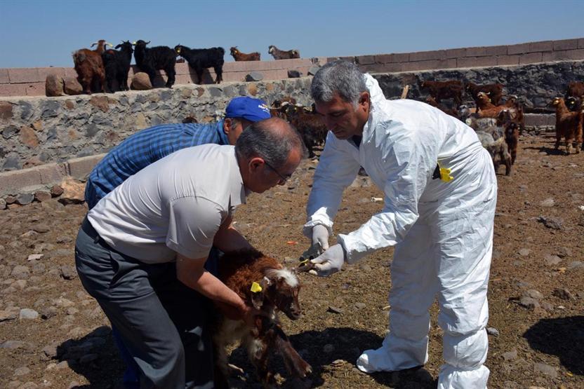 Diyarbakırda 520 bin koyun ve keçiye çip takıldı