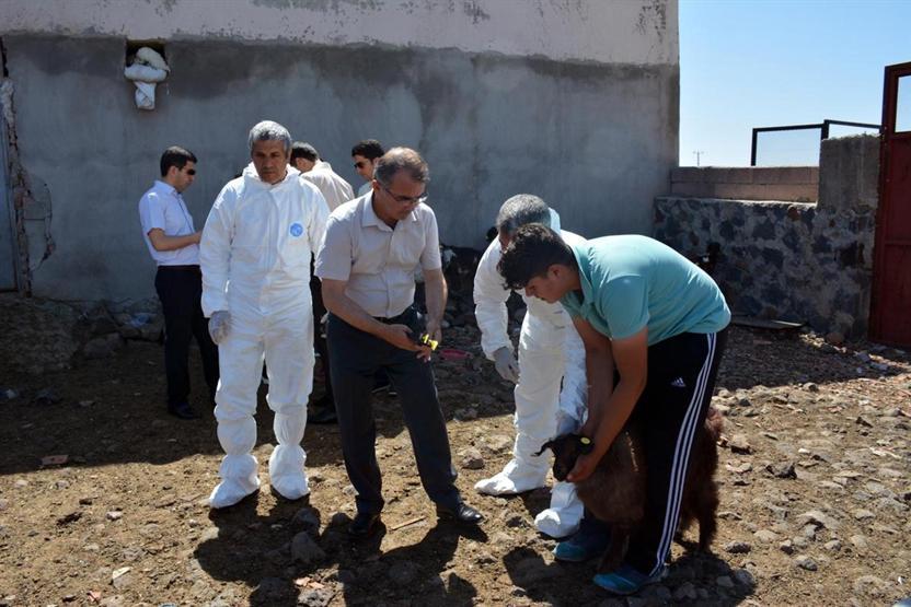 Diyarbakırda 520 bin koyun ve keçiye çip takıldı
