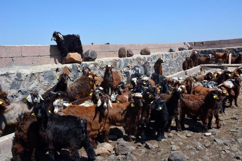 Diyarbakırda 520 bin koyun ve keçiye çip takıldı
