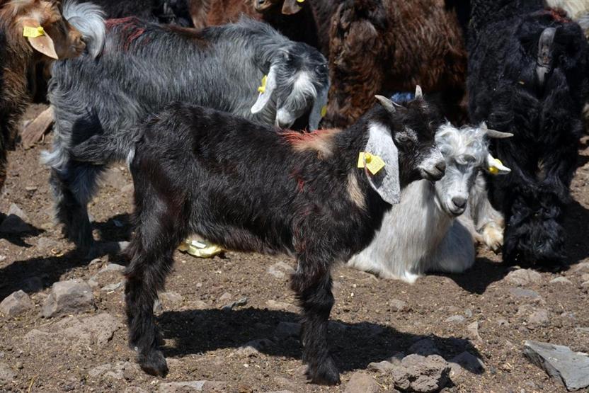 Diyarbakırda 520 bin koyun ve keçiye çip takıldı