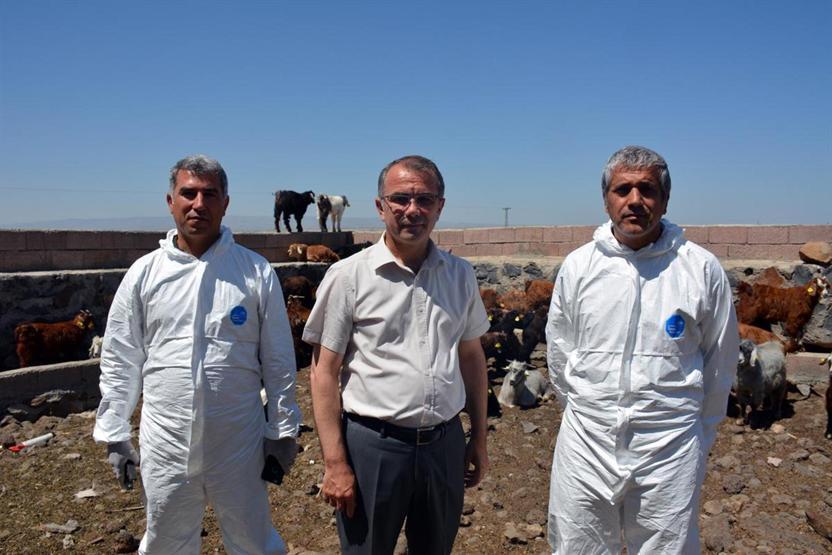Diyarbakırda 520 bin koyun ve keçiye çip takıldı