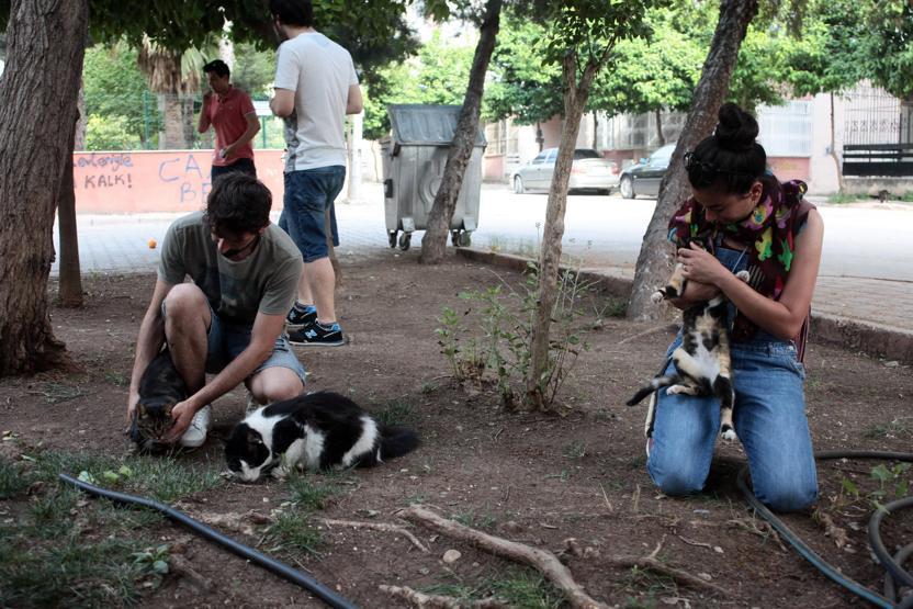 Adanada dehşet: Kediye işkence yapan cani aranıyor