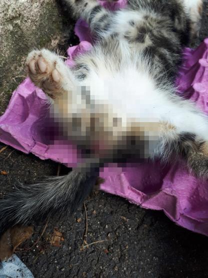 Adanada dehşet: Kediye işkence yapan cani aranıyor