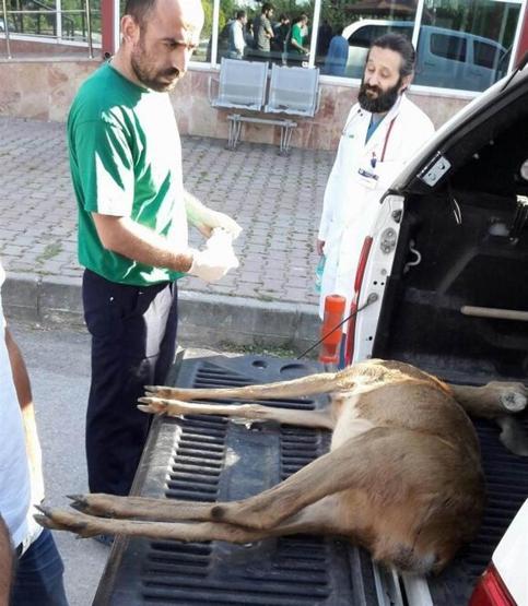 Yaralı karacadan kötü haber