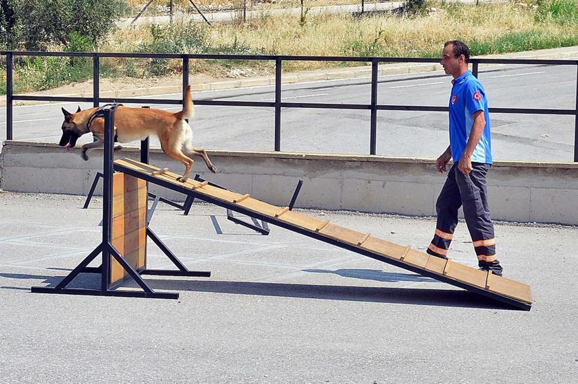 Arama yarışmasının birincisi sevimli köpek Hera oldu