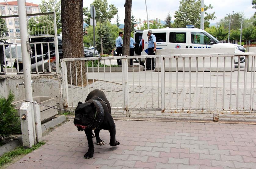 Gezdirdiği köpeği pitbull sandılar kenti ayağa kaldırdılar