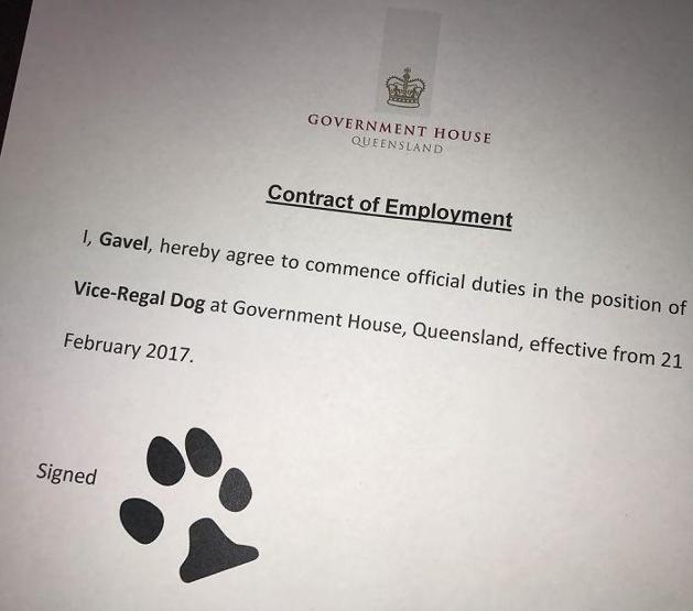 Bu köpek fazla tatlı olduğu için kovuldu