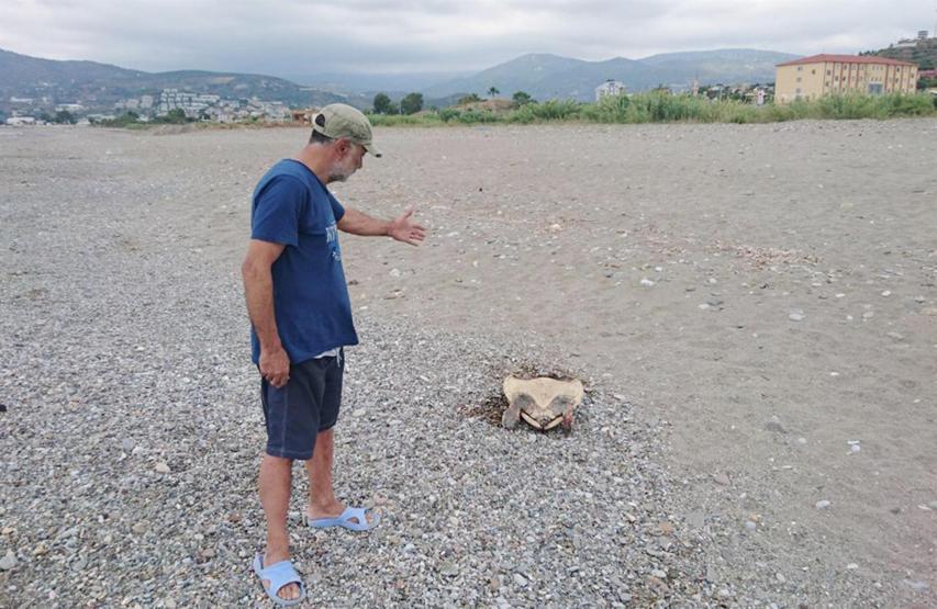 Alanyada caretta caretta katliamı iddiası