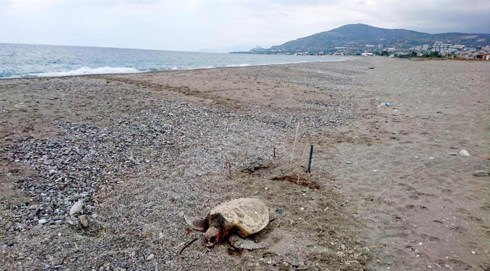 Alanyada caretta caretta katliamı iddiası