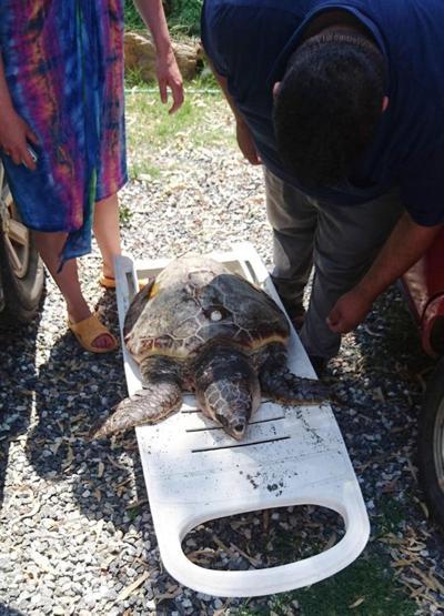 Alanyada caretta caretta katliamı iddiası