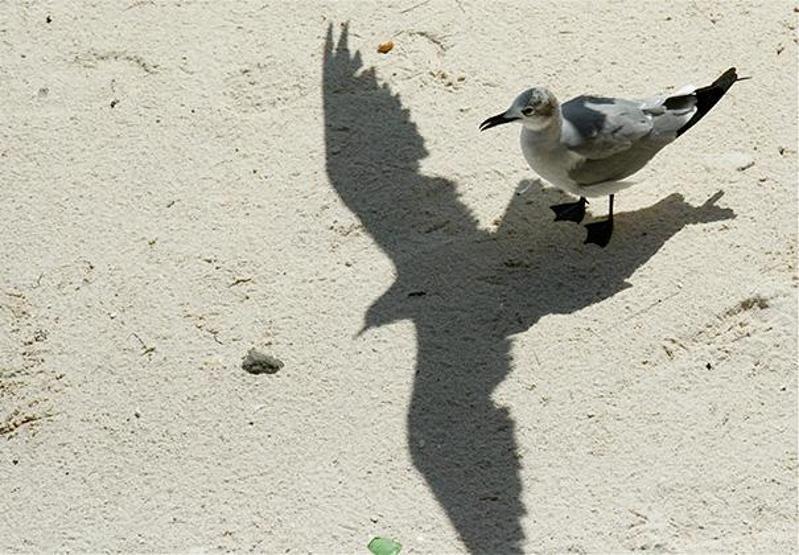 Gölgelerin gücü adına