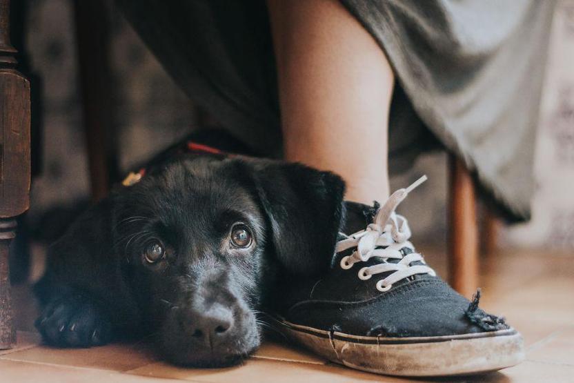 İşte 2017nin en güzel köpek fotoğrafları