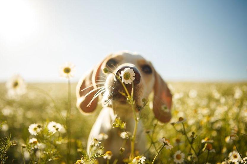 İşte 2017nin en güzel köpek fotoğrafları