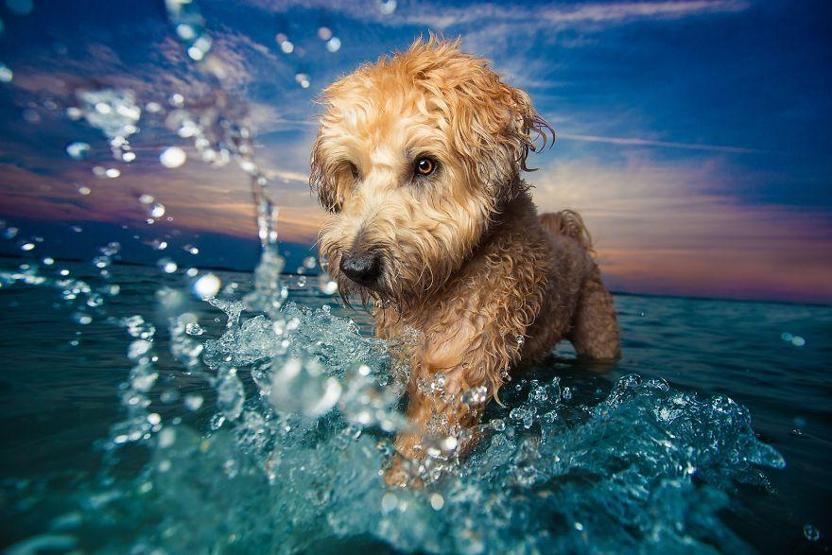 İşte 2017nin en güzel köpek fotoğrafları