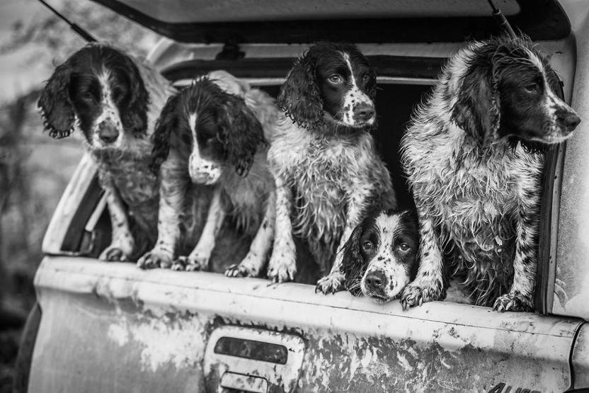 İşte 2017nin en güzel köpek fotoğrafları