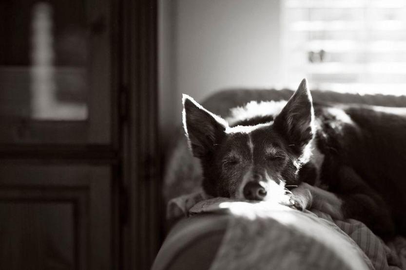 İşte 2017nin en güzel köpek fotoğrafları
