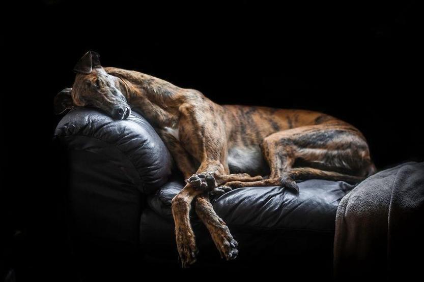 İşte 2017nin en güzel köpek fotoğrafları